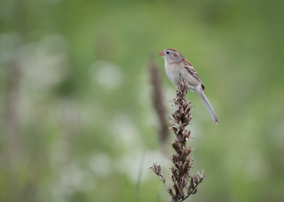 Field Sparrow - ML61393391