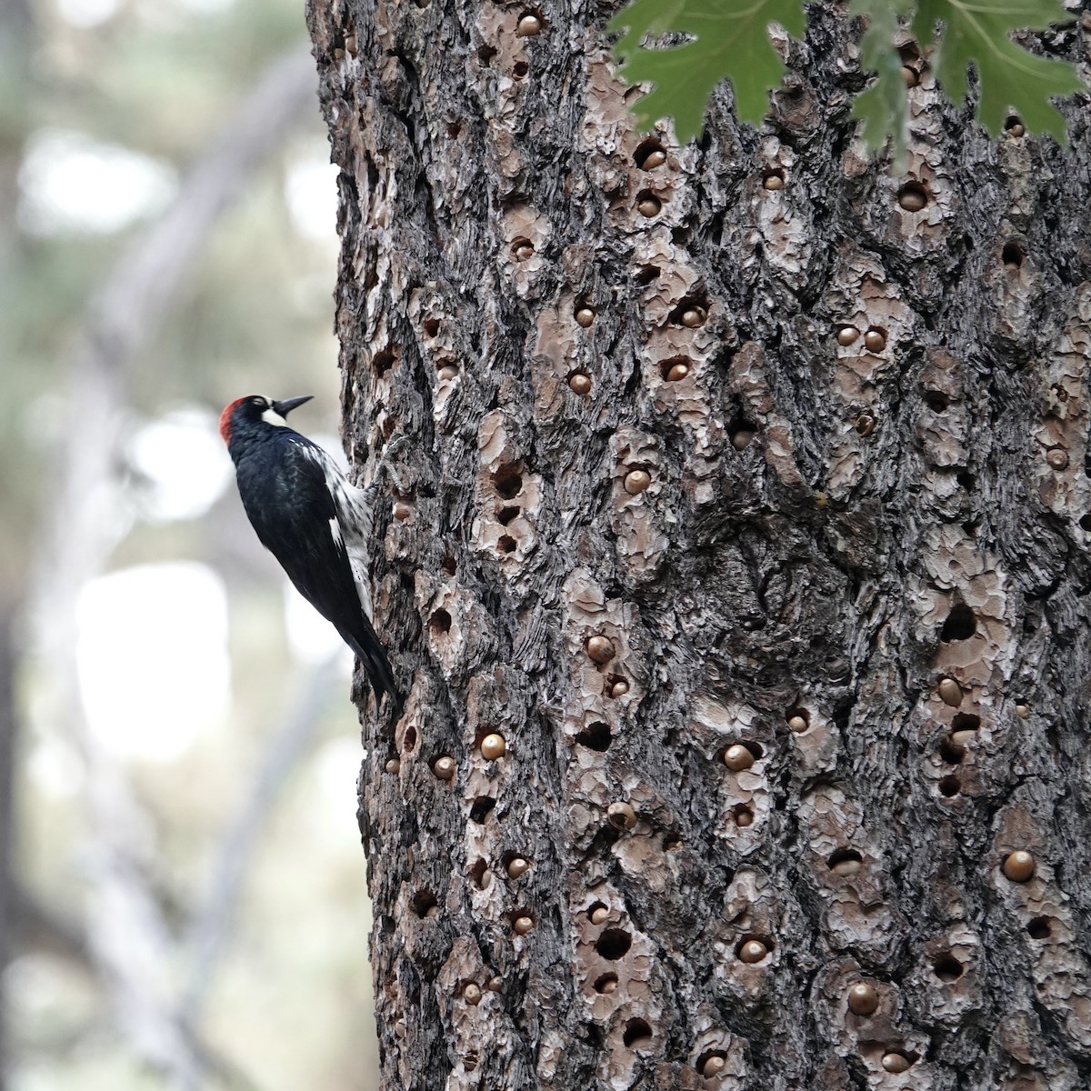 Acorn Woodpecker - ML613934006