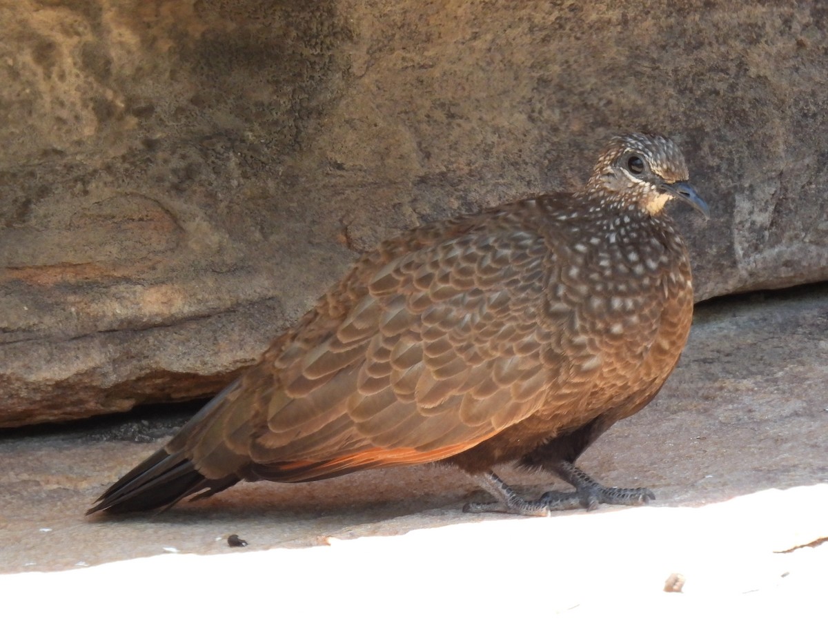 Chestnut-quilled Rock-Pigeon - ML613934123