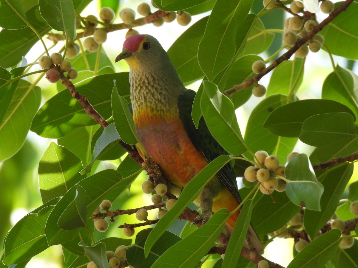 Rose-crowned Fruit-Dove - ML613934221