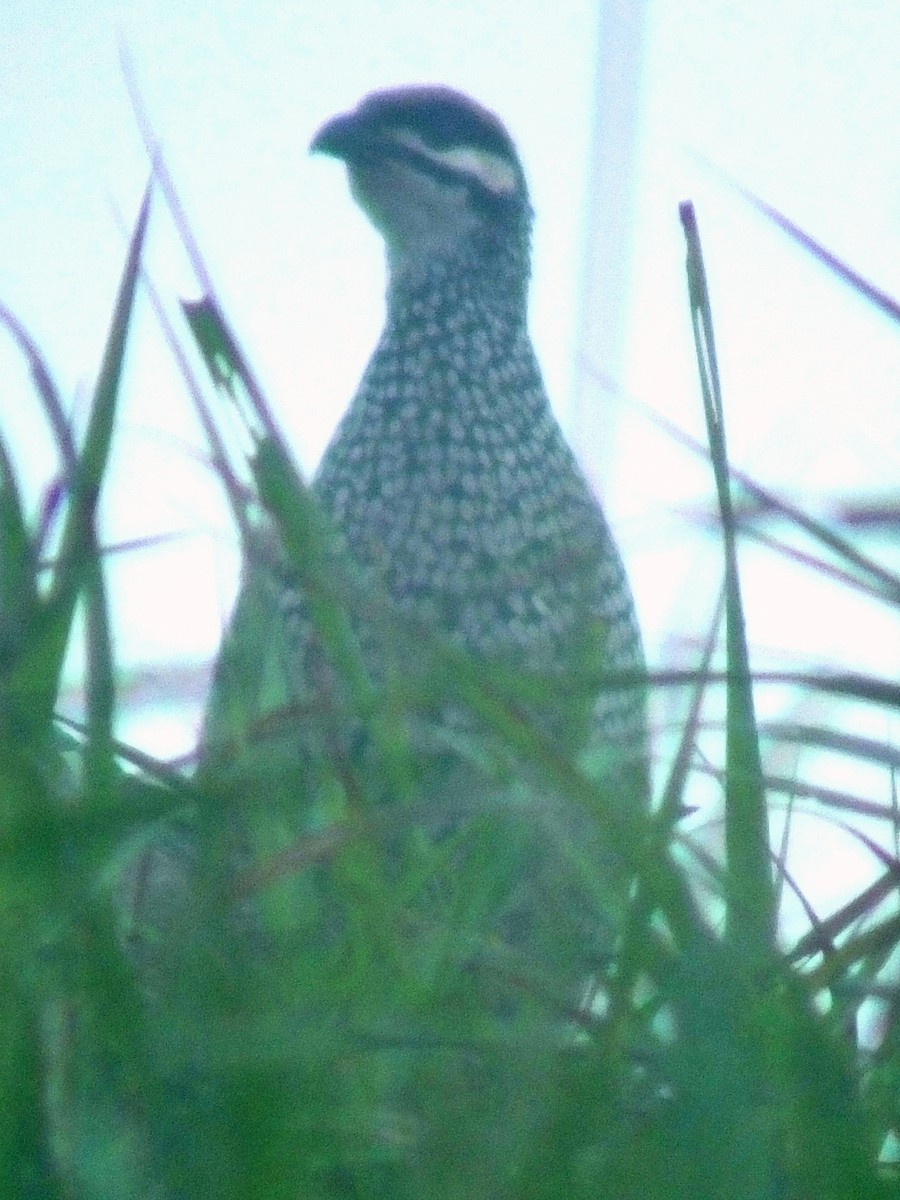 Chinese Francolin - ML613934289