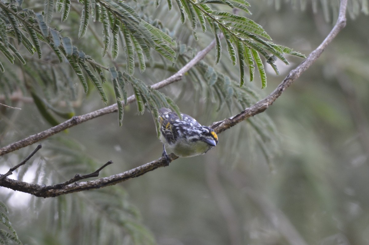 Yellow-fronted Tinkerbird - Courtney Kempen