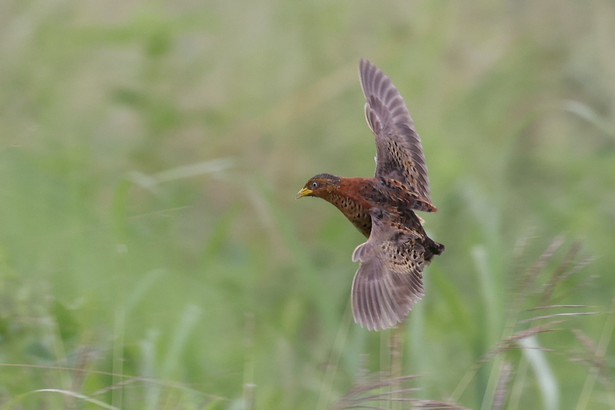 Red-backed Buttonquail - Luke Enright