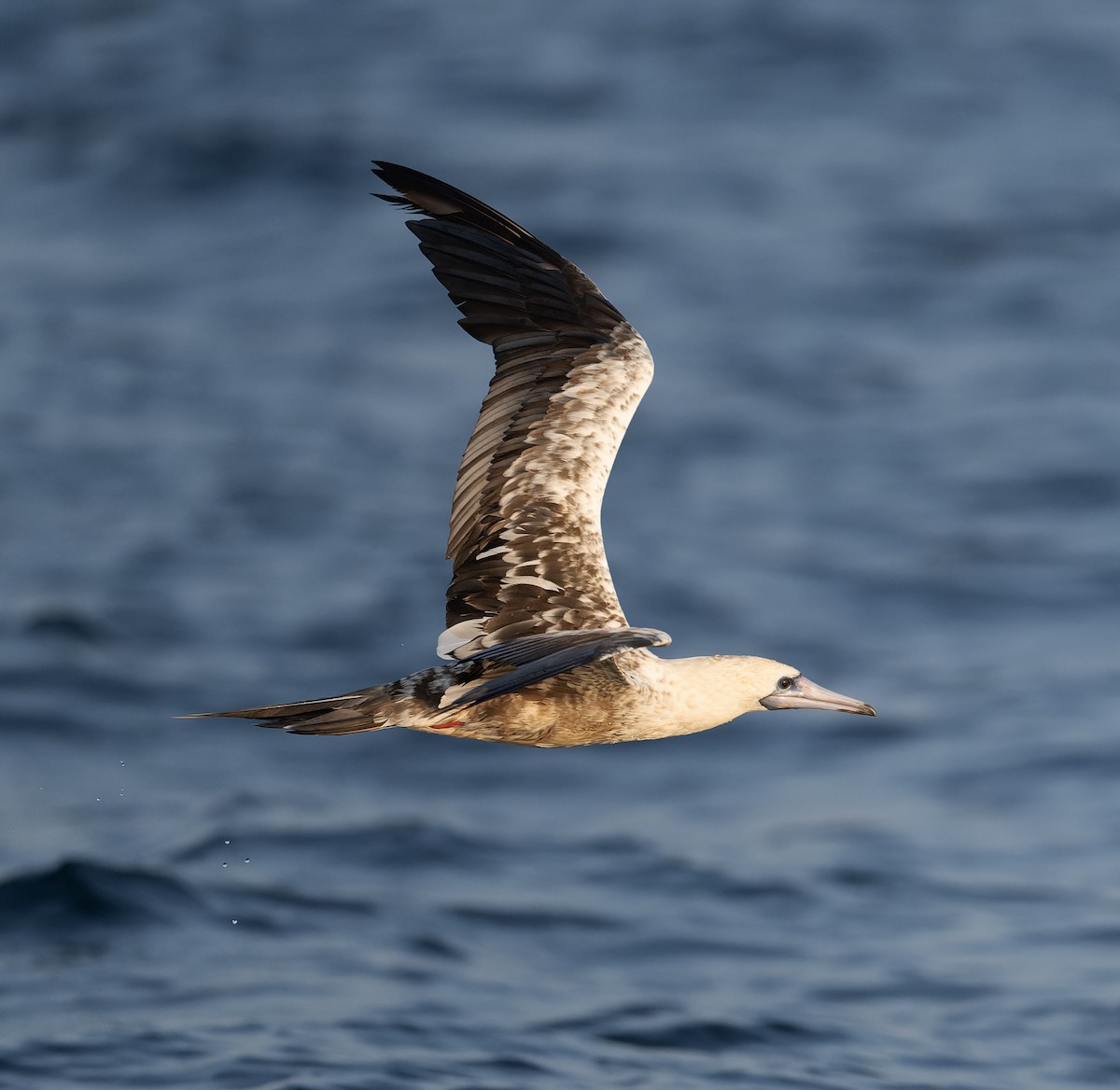 Red-footed Booby - ML613934487