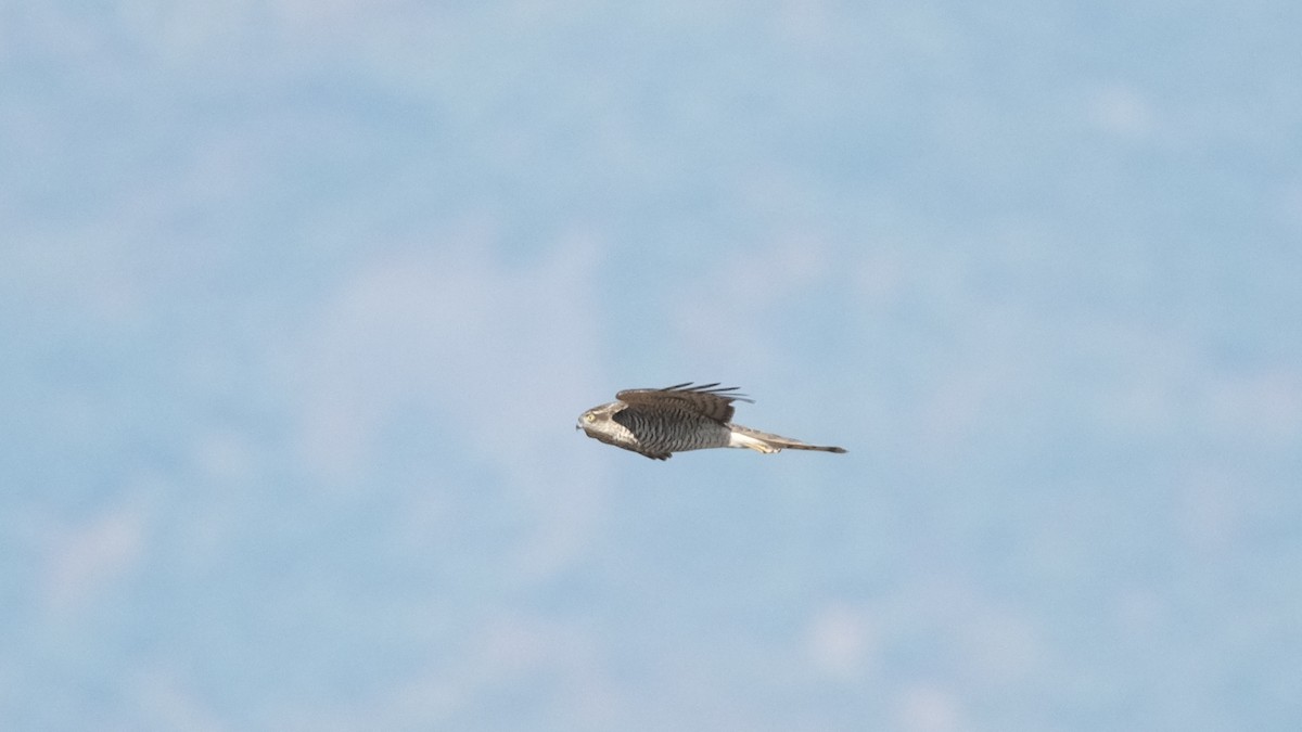 Eurasian Sparrowhawk - ML613934676
