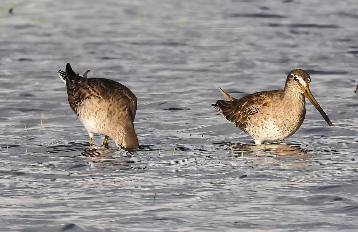 Long-billed Dowitcher - ML613934765