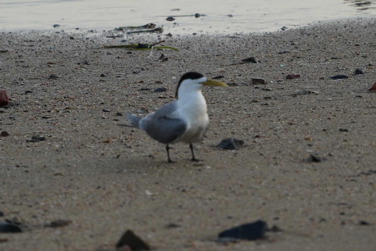 Great Crested Tern - ML613935020