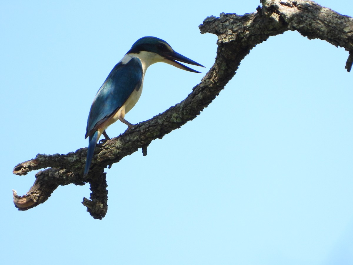 Forest Kingfisher - Andrew Guy