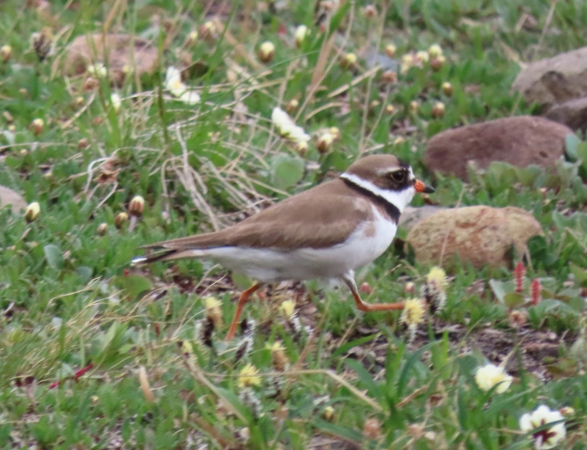 Semipalmated Plover - ML613935222