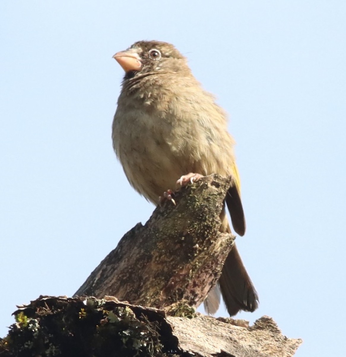 Thick-billed Seedeater - ML613935328