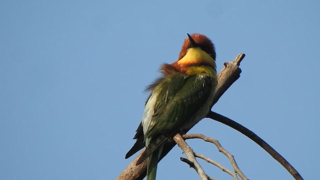 Chestnut-headed Bee-eater - ML613935334