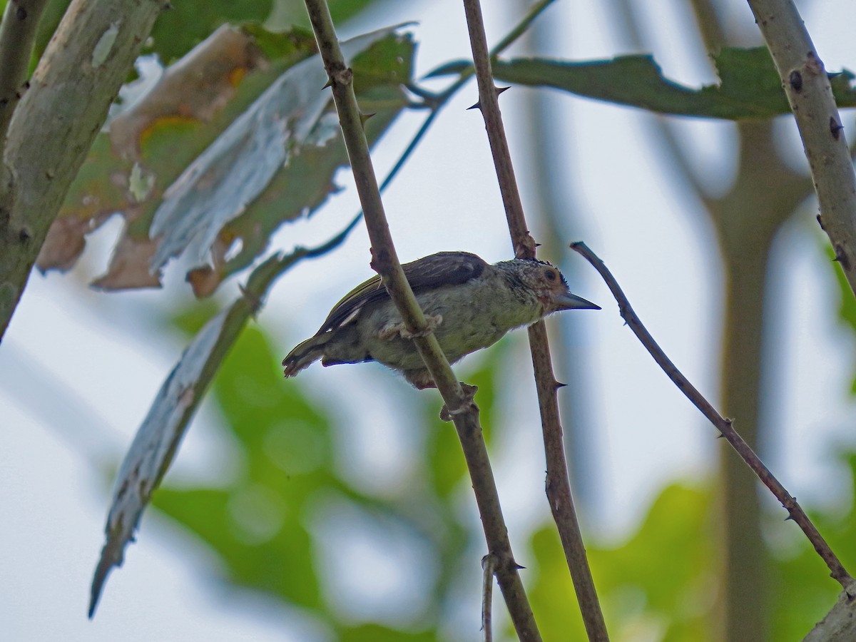 Plain-breasted Piculet - ML613935569