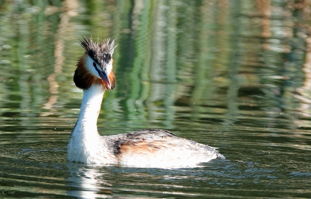 Great Crested Grebe - ML613935709
