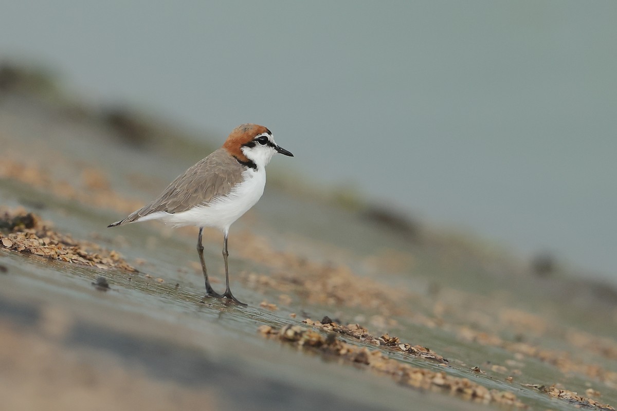 Red-capped Plover - ML613935816