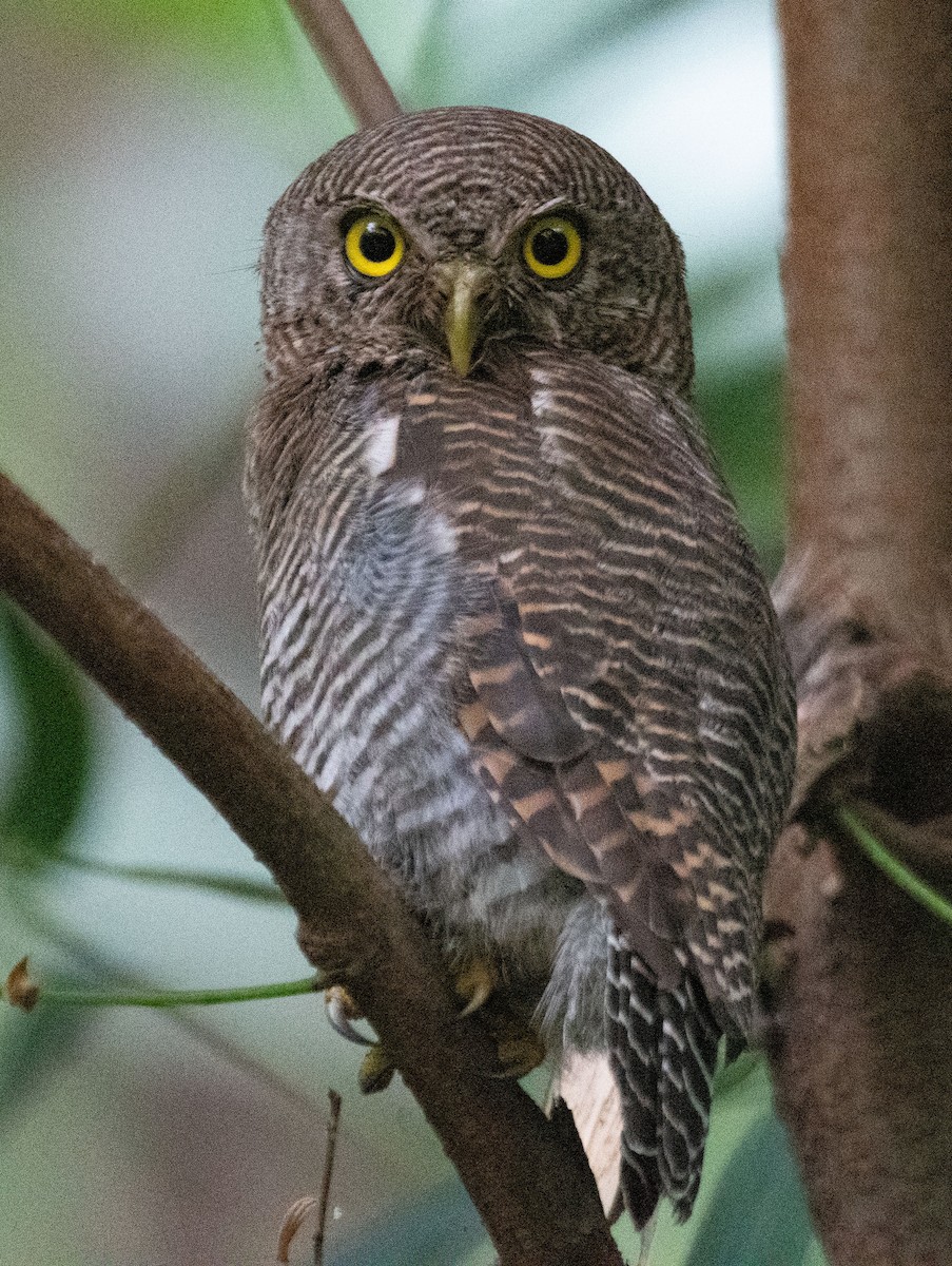 Asian Barred Owlet - ML613936017