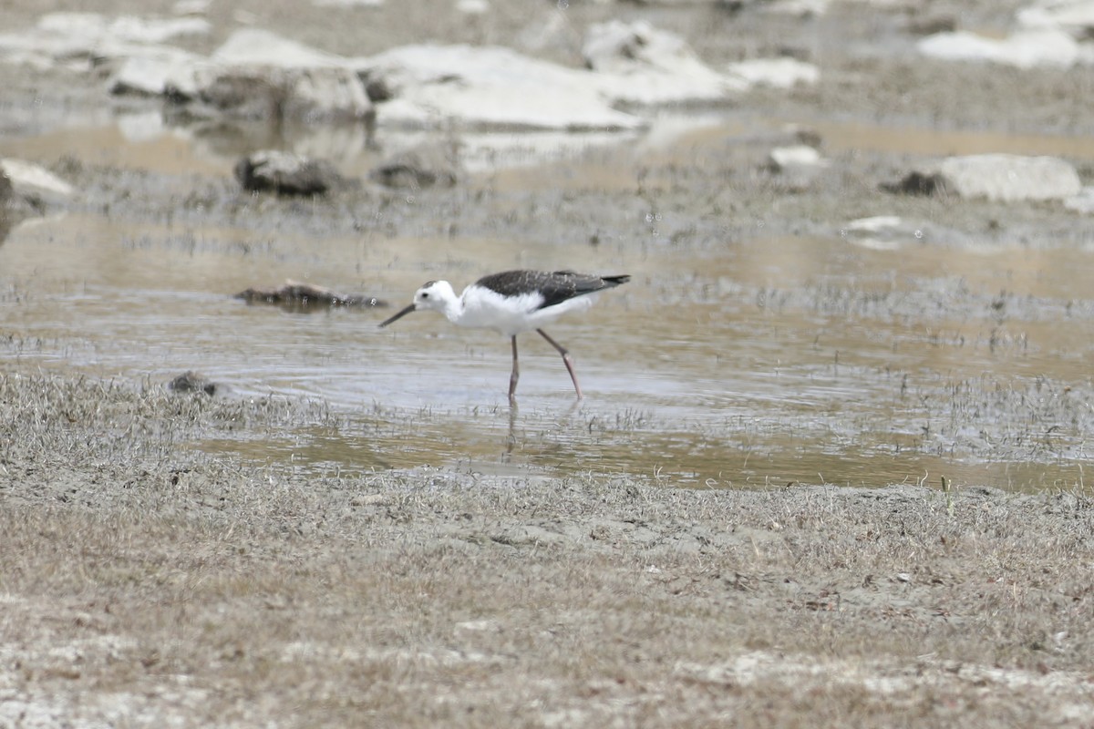 New Zealand Bird Atlas Checklist - 18 Jan 2024 - Lake Tekapo--SE bay ...