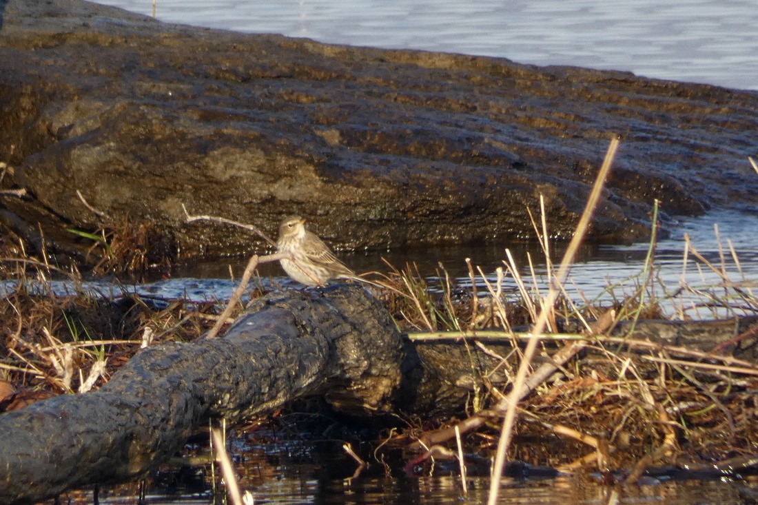 Water Pipit - ML613936655
