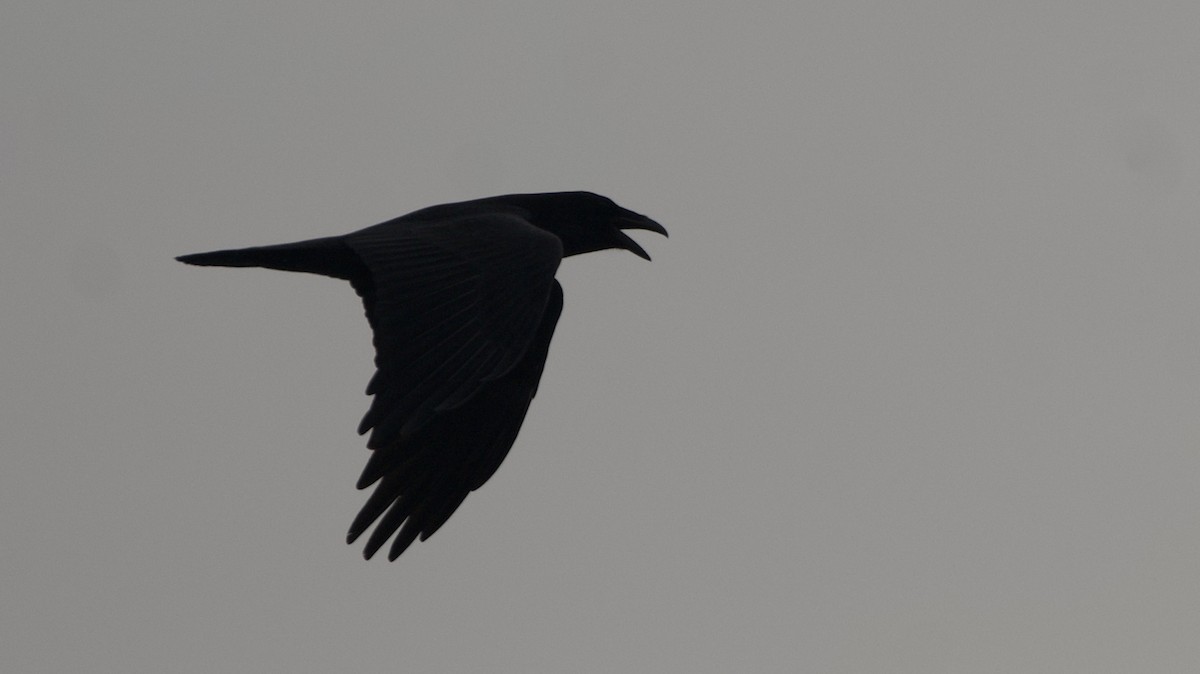 Common Raven - ML613936830
