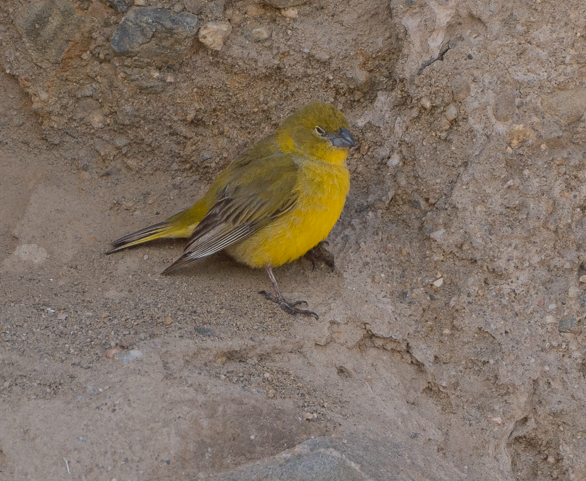 Monte Yellow-Finch - ML613937106