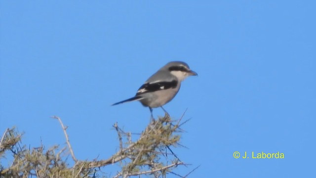 Iberian Gray Shrike - ML613937175