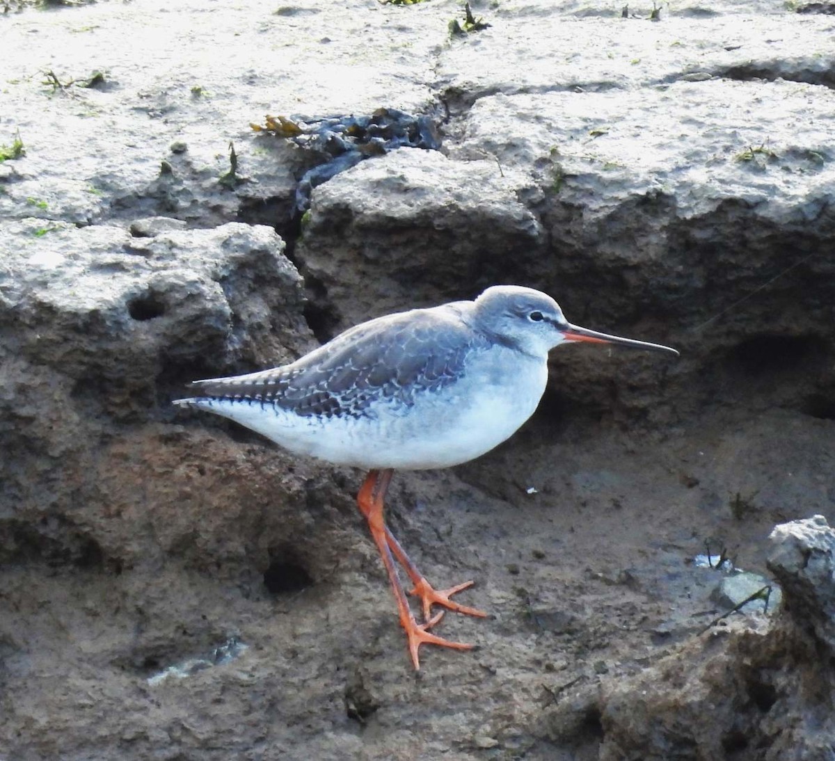 Spotted Redshank - ML613937636