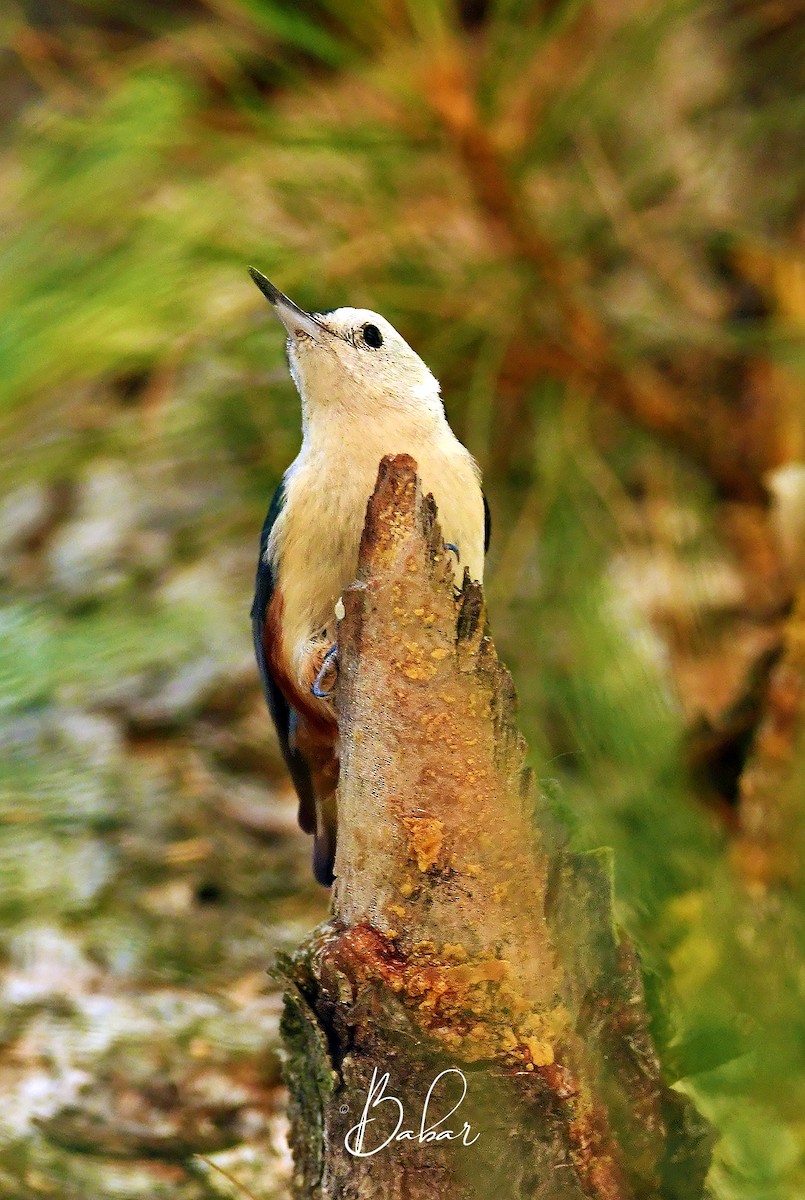 White-cheeked Nuthatch - Muhammad Babar