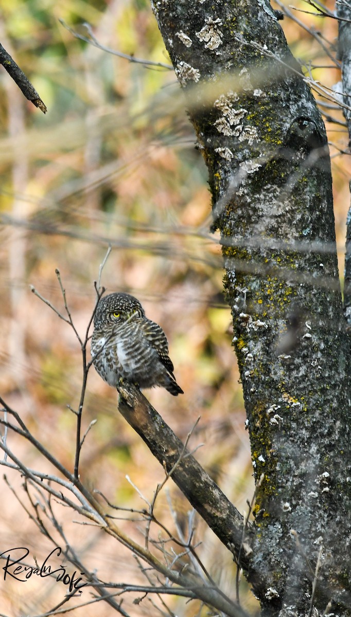Collared Owlet - ML613937693