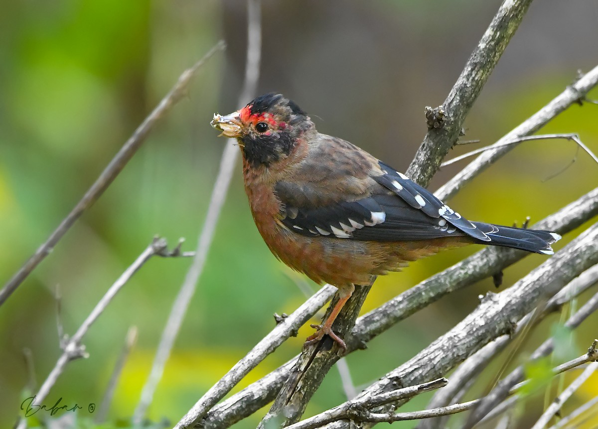 Spectacled Finch - Muhammad Babar