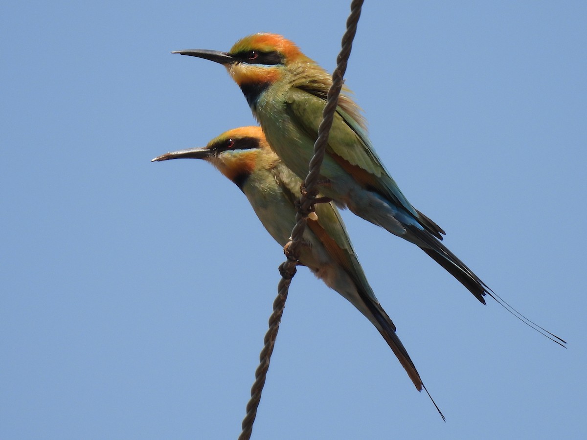 Rainbow Bee-eater - Joshua Kisyma