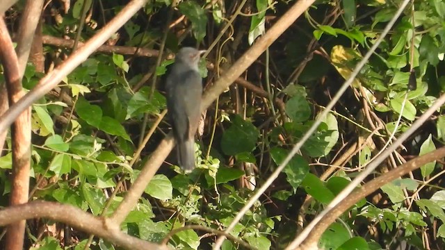 Gray-bellied Cuckoo - ML613938029