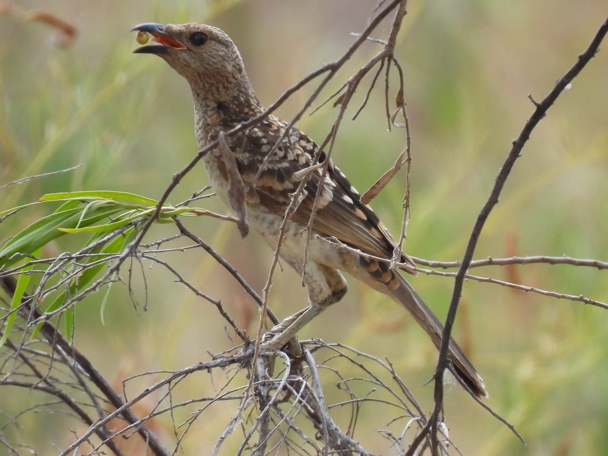 Spotted Bowerbird - Joshua Kisyma