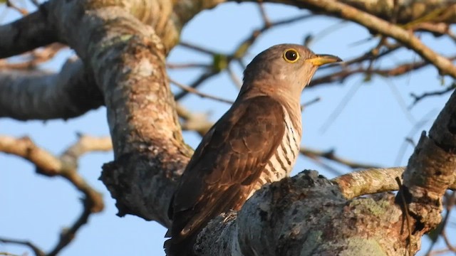 Indian Cuckoo - ML613938041