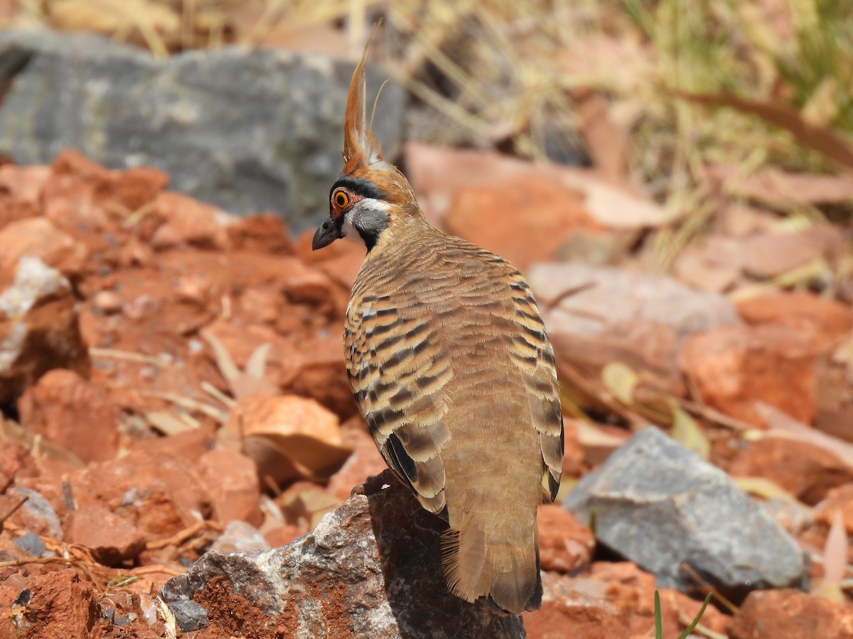 Spinifex Pigeon - ML613938043