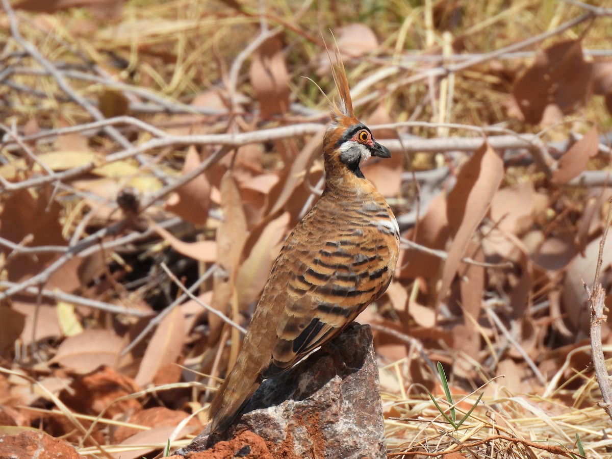Spinifex Pigeon - ML613938044
