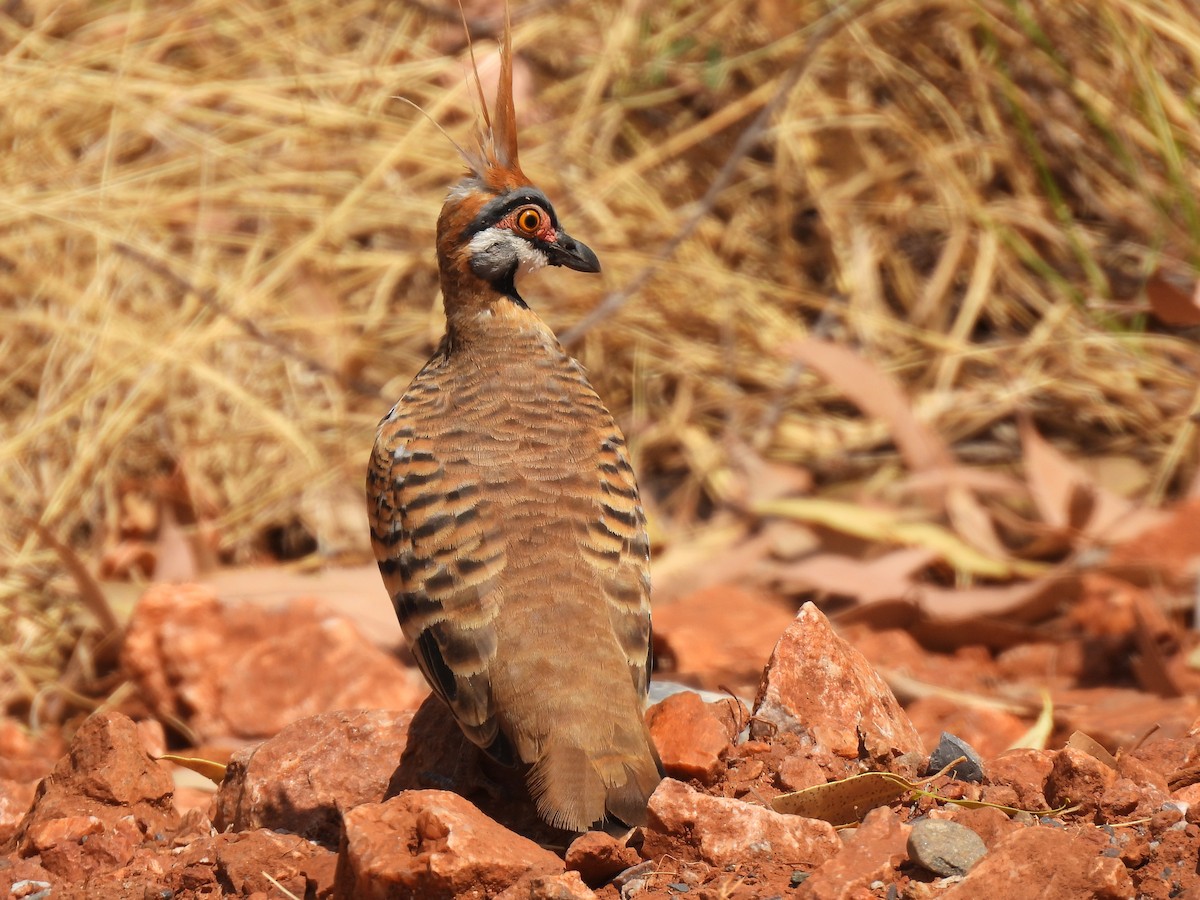 Spinifex Pigeon - ML613938045