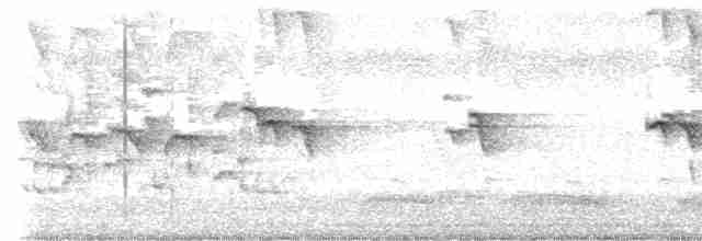 Cratérope affin - ML613938444