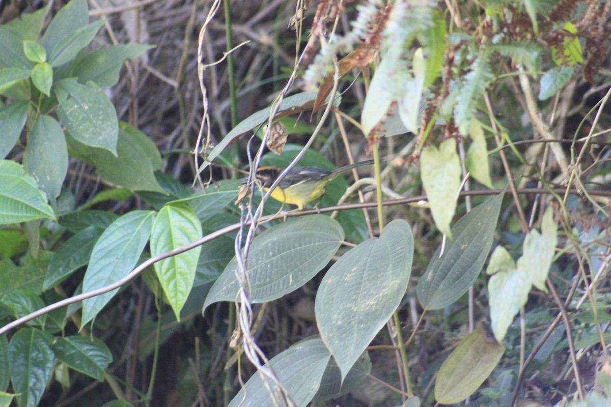 Yellow-breasted Brushfinch (nigrifrons) - ML613938956