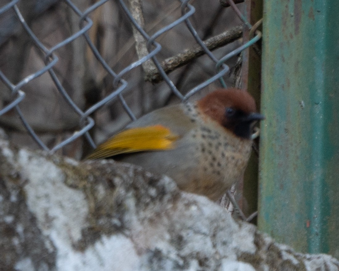 Chestnut-crowned Laughingthrush - ML613938959