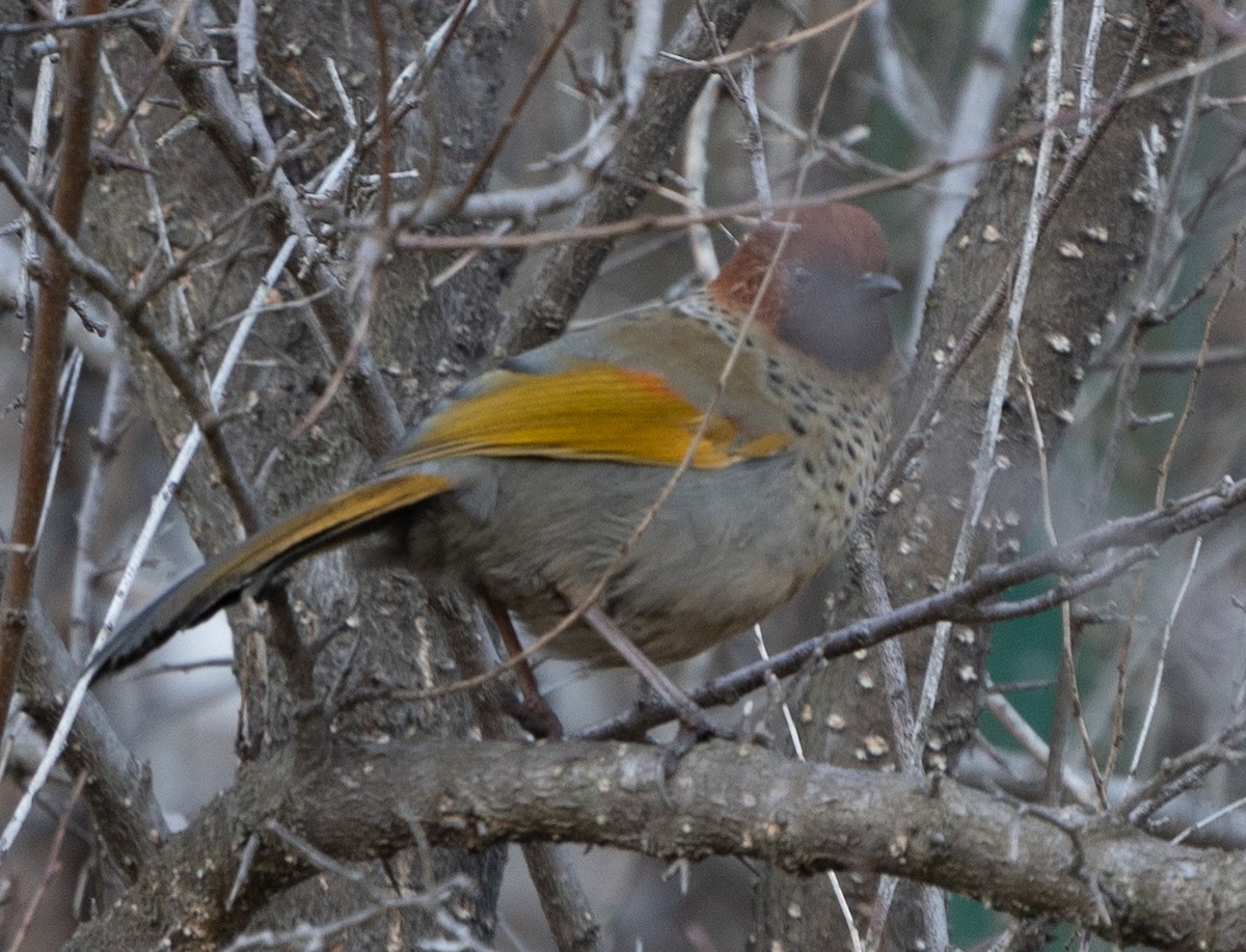 Chestnut-crowned Laughingthrush - ML613938960