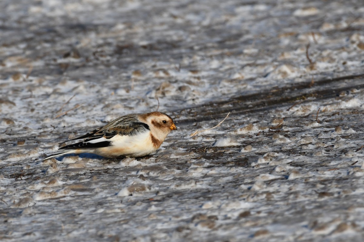 Snow Bunting - Bernard Desmeules