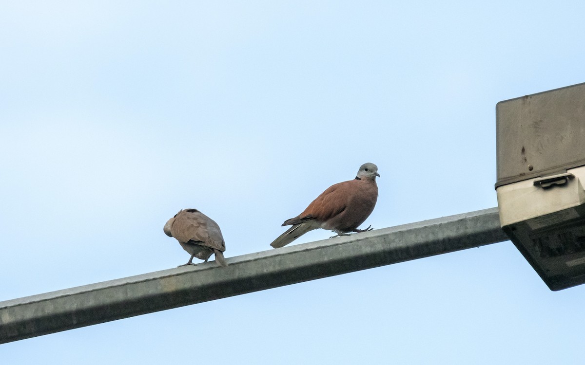 Red Collared-Dove - ML613939244