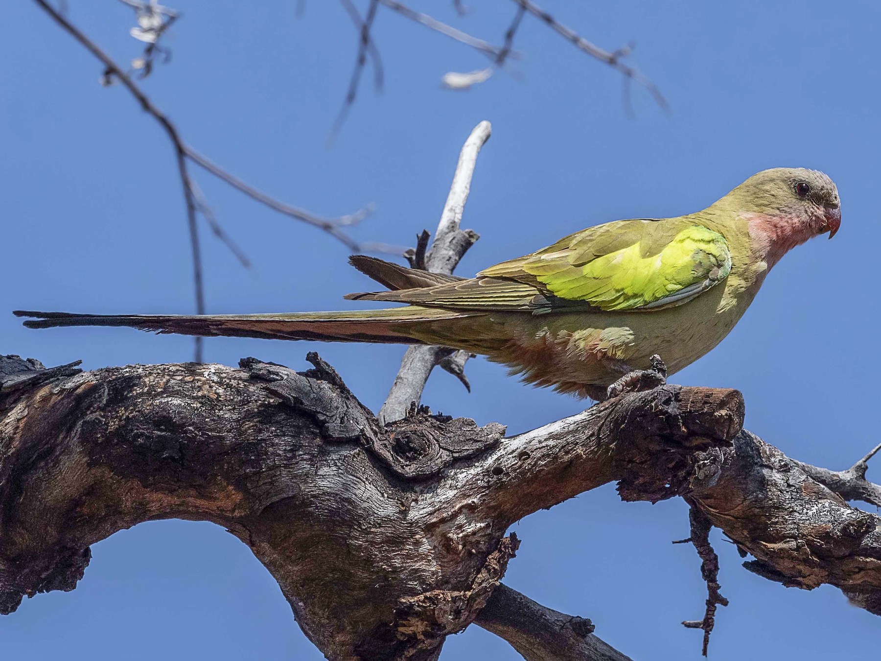 Princess Parrot - Deb Hopton