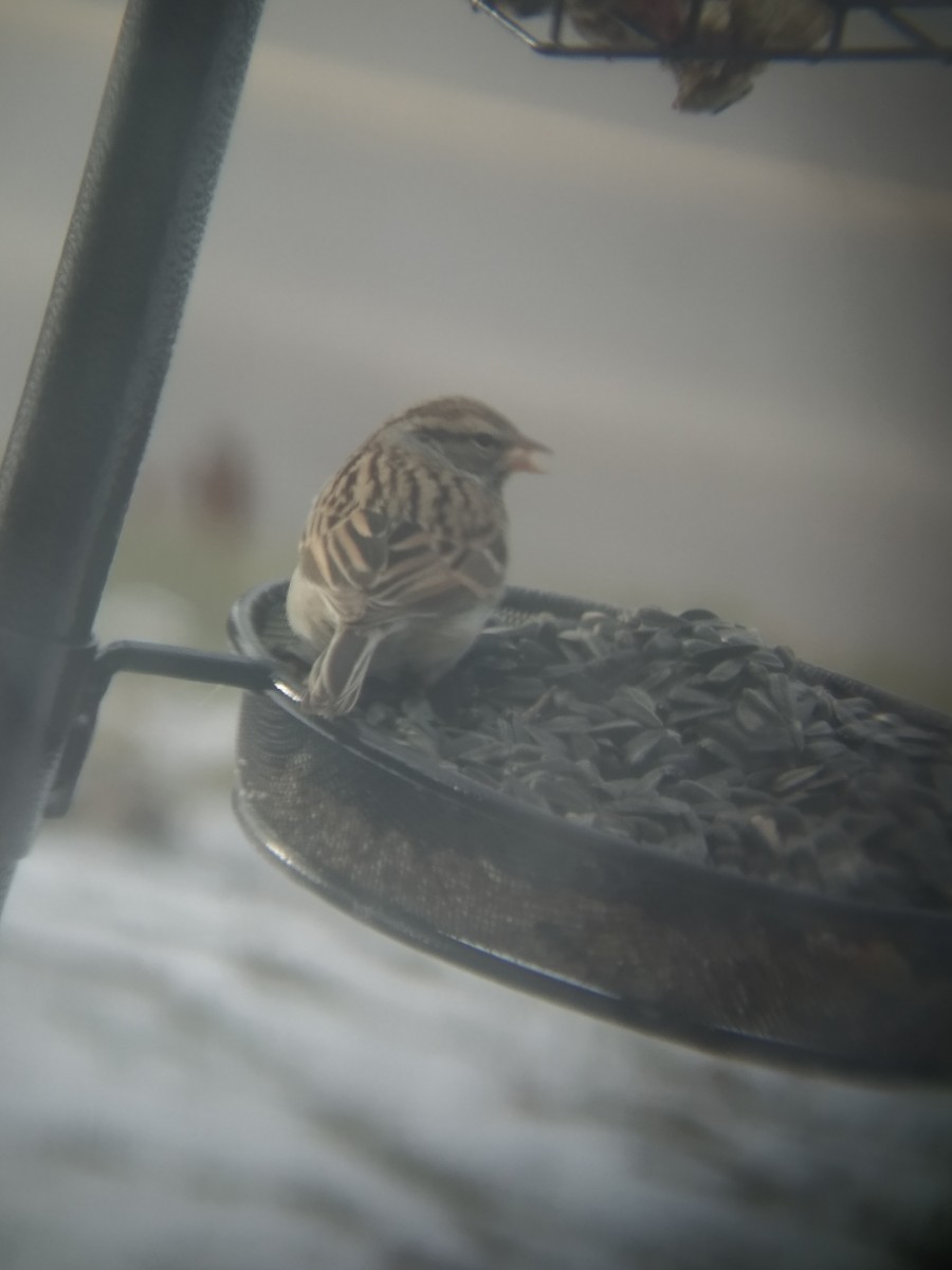 Chipping Sparrow - ML613939563