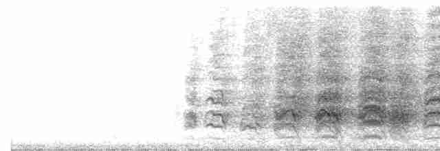 サクラボウシインコ（bahamensis） - ML613939989