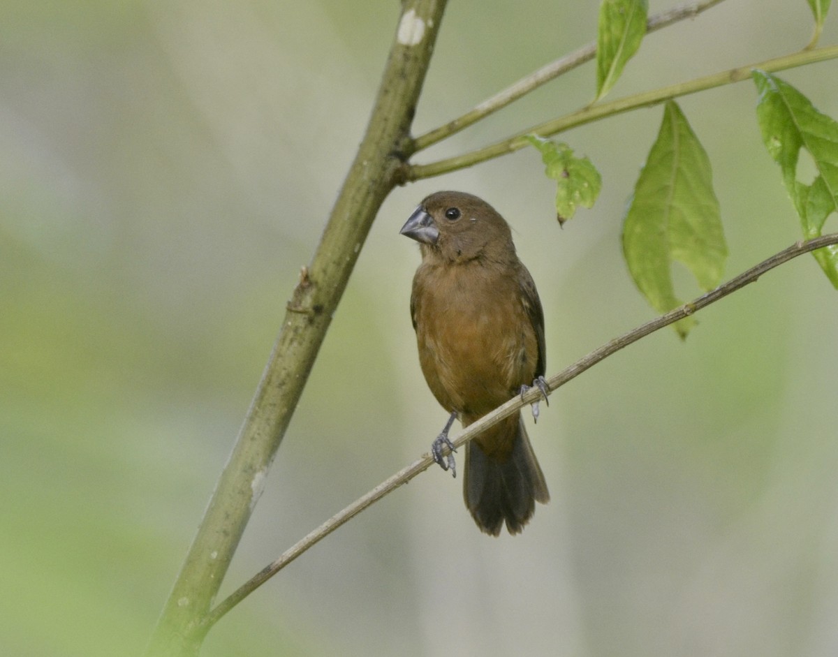 Variable Seedeater - ML613940302