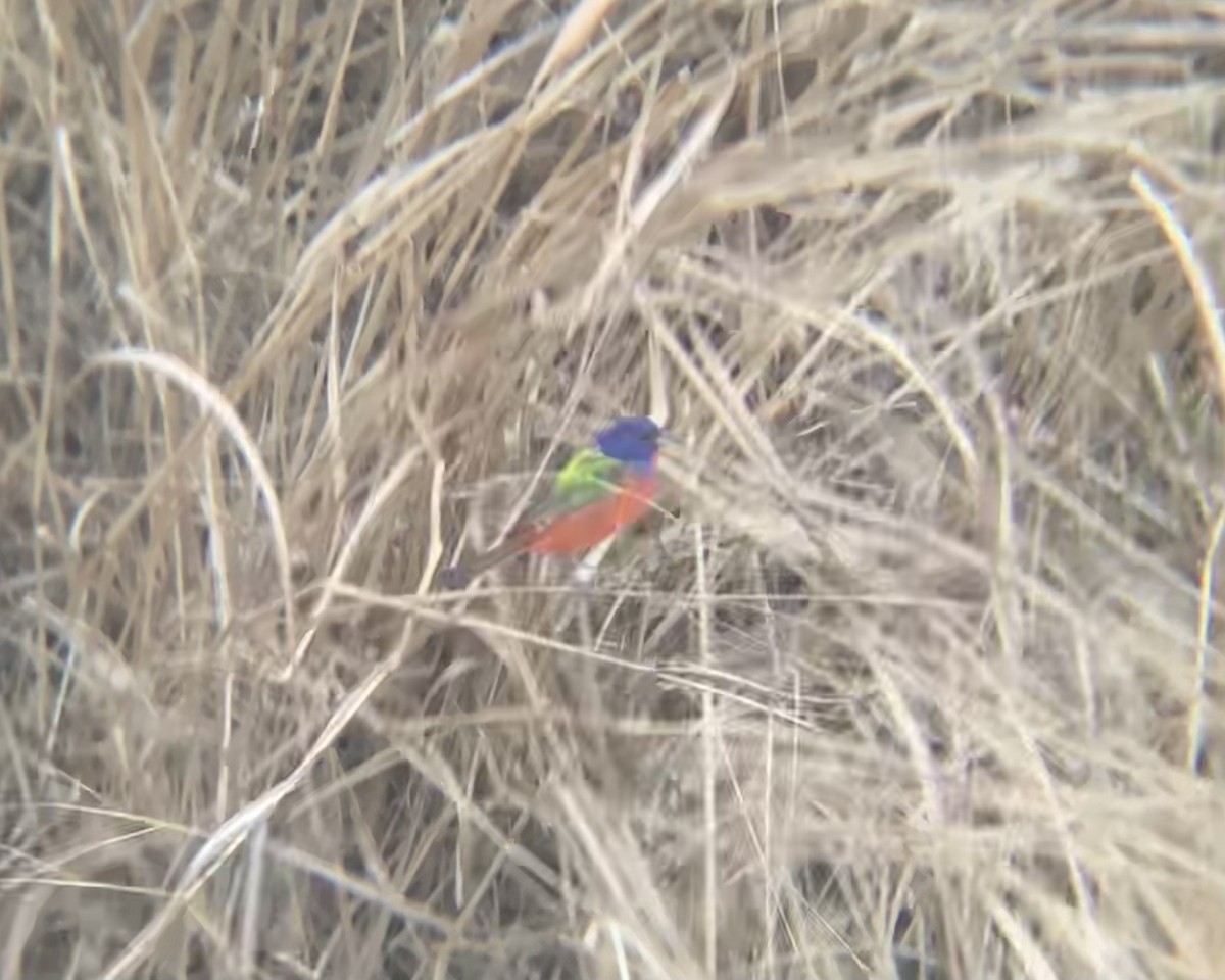 Painted Bunting - ML613940447