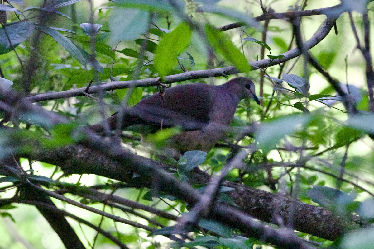 Large-tailed Dove - ML613940543