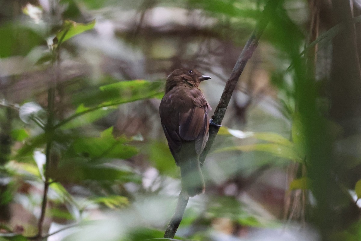 Brown-winged Schiffornis (Brown-winged) - ML613940588