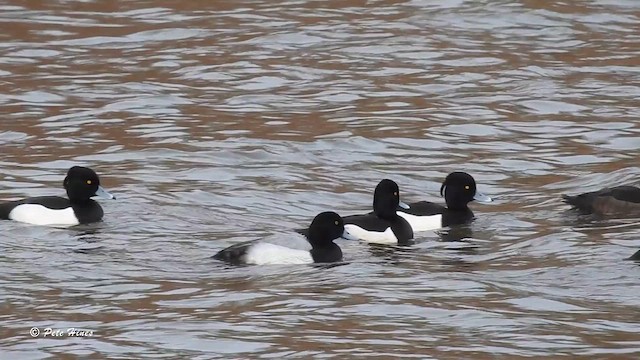 Greater Scaup - ML613940943