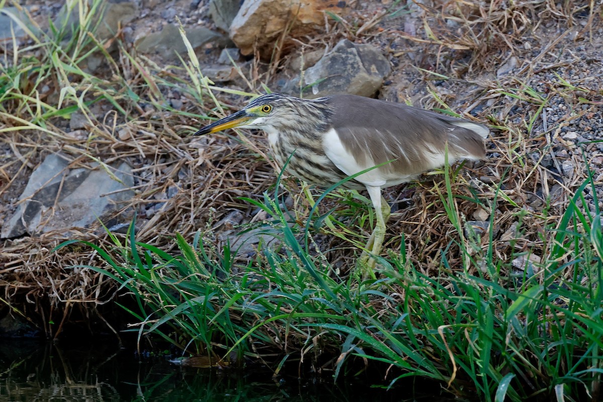 Javan Pond-Heron - ML613941091